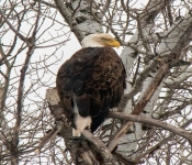 2021 01 10 NorthernMN 040